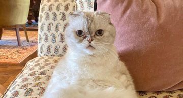 Taylor愛貓名列世界首富!9年內身價「暴漲到29億」猛接代言廣告超狂經歷曝光