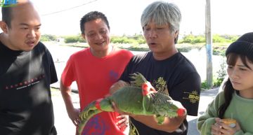 巨無霸「懷孕鬣蜥」當場剖腹!密集蛋卵擠爆噴發 震撼畫面曝光