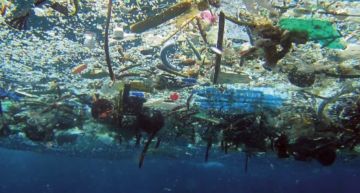 過度捕撈!專家預測30年內「海洋魚種全消失」 馬臉姐淚崩了