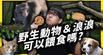 野生動物可以亂餵?志祺七七曝「4致命問題」:恐害死牠們