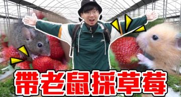 帶老鼠「踩」草莓!Youtuber挨轟「沒公德心」道歉:都有帶回家