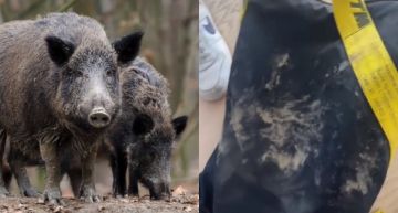 天后歌手公園散步慘遭「野豬突襲」!包包全咬爛 8歲兒也在場