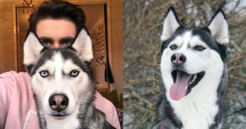 人形「哈士奇」神複製!寵物愛犬竟神撞臉主人!?經研究證實:日久相處導致!