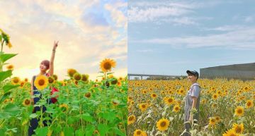 今年最後一波!10月限定「黃色向日葵花海」,比太陽還耀眼的向日葵你還不去嗎?