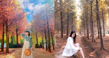 比楓葉、芒草還好拍!全台三大「落羽松森林」~絕美景點足以媲美北歐國家