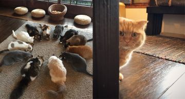 貓奴們先冷靜!走一趟京都「Cat Apartment Coffee」,跟15隻超萌貓咪們來個零距離接觸吧♡
