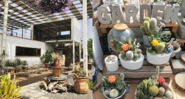 身為植物殺手也想讓環境多點綠意?來彰化「綠果庭院 GreenLife Garden」帶多肉植物回去!肥肥胖胖超療癒♡