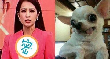 吉娃娃之亂又一波!女神級主播身上驚見「間諜吉娃娃」 網笑哭:好適合配吉娃娃歌♥