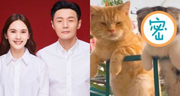 貓界「李榮浩夫婦」曝光!長相「99%神撞臉」 照片引萬人瘋傳!