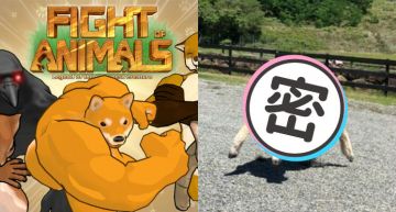 《動物之鬪》爆肌柴犬新夥伴?網逛動物園驚見「超壯走路綿羊」:拳拳到肉!