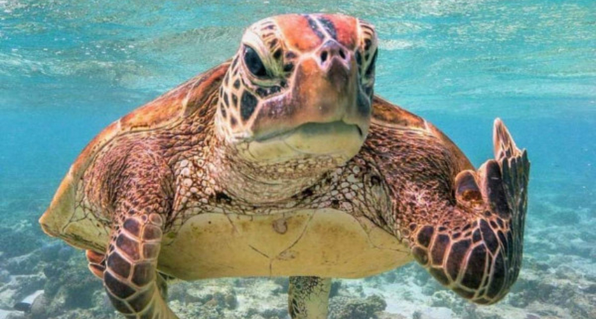 懶人包 海龜湯是什麼 為什麼叫做海龜湯 精選10題恐怖