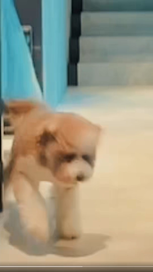 羅志祥扮朱碧石太驚悚！愛犬見狀「嚇歪漏尿」　傻眼狂問：我有這麼醜嗎？