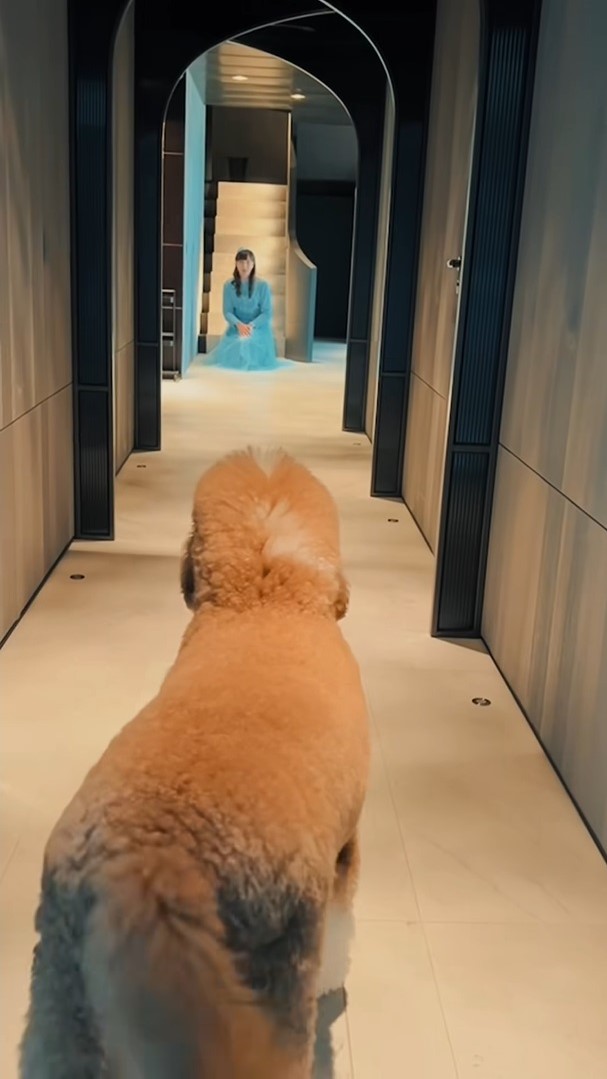 羅志祥扮朱碧石太驚悚！愛犬見狀「嚇歪漏尿」　傻眼狂問：我有這麼醜嗎？