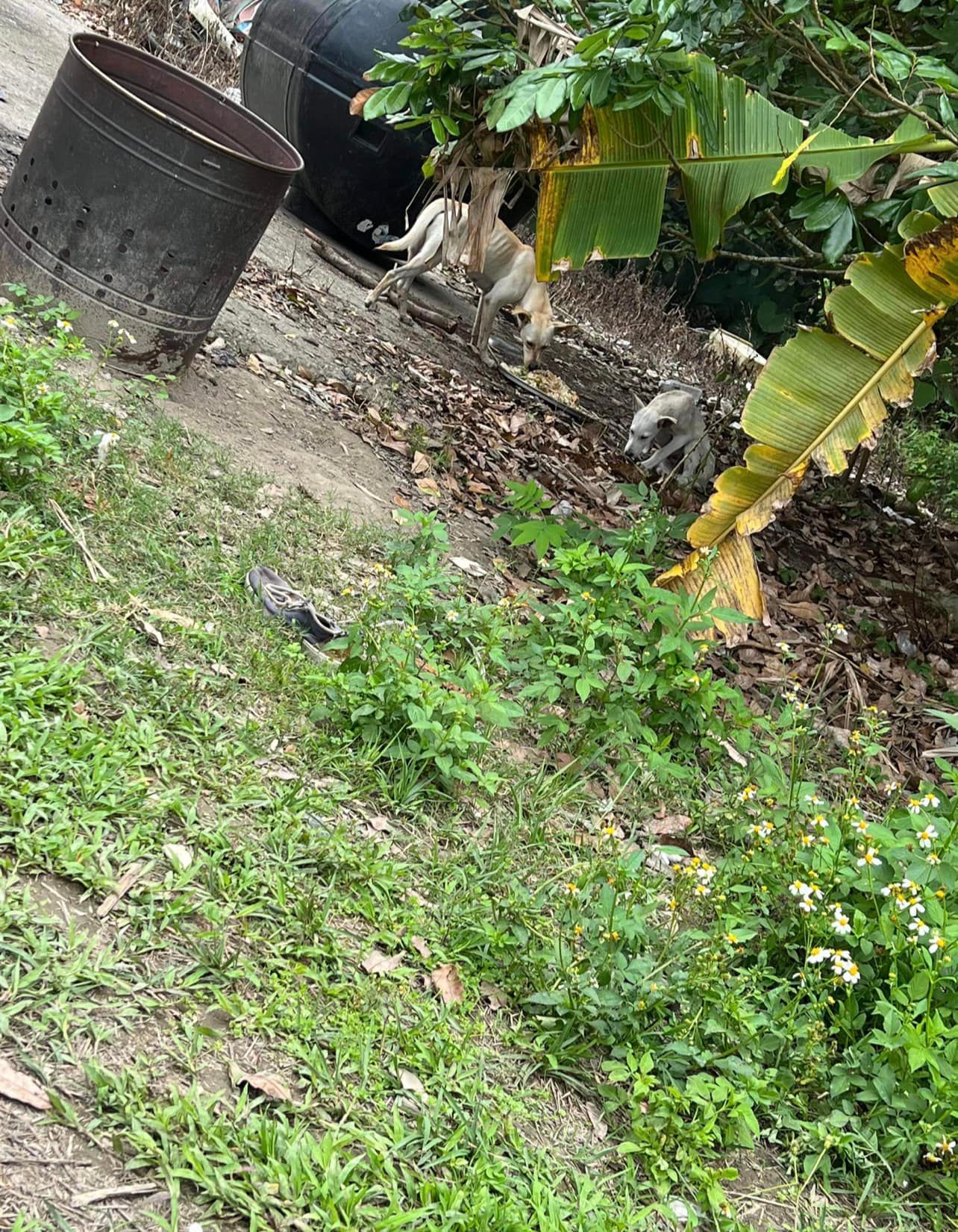 米可白幫浪貓節育挨批「不是真心愛動物」！曬狗媽媽乾癟照痛喊：終結孩子的悲歌