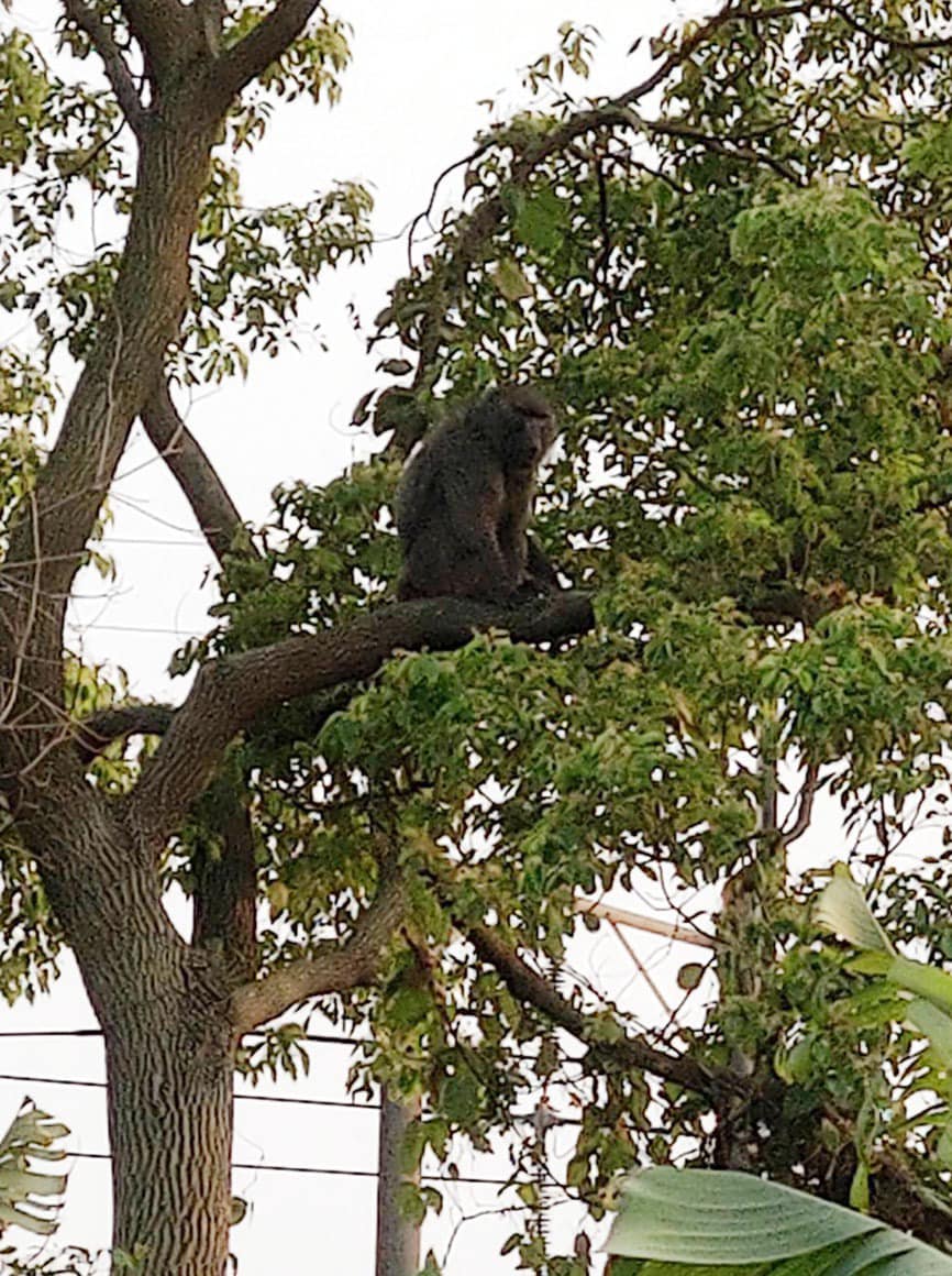 六福村狒狒沒少還多一隻！小編崩潰曬中指照　發「狒文」網笑翻：只想抽薪止狒