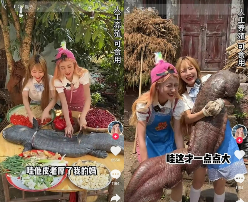 百萬網紅爆怪食癖！解剖尖齒鯊「惡魔進食」遭舉報砲轟：被她噁心到吐了