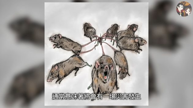 頭皮發麻!32隻老鼠「尾巴緊緊纏繞」 巨型鼠王標本曝光