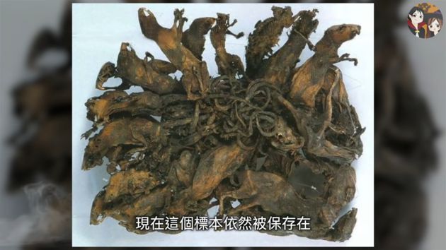 頭皮發麻!32隻老鼠「尾巴緊緊纏繞」 巨型鼠王標本曝光