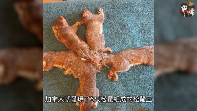 頭皮發麻!32隻老鼠「尾巴緊緊纏繞」 巨型鼠王標本曝光