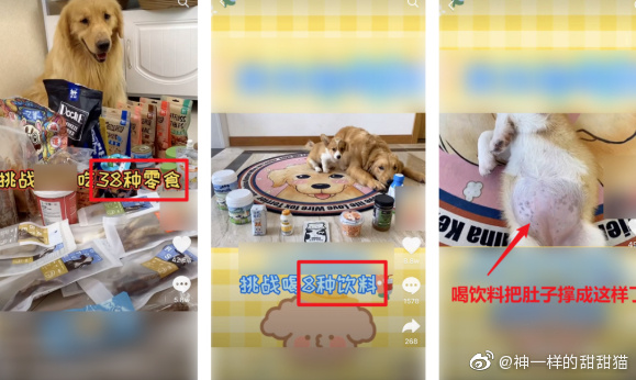 餵狗吃辣椒、跳跳糖!大陸驚見「寵物大胃王」 網罵爆:主人有病