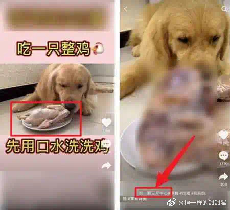 餵狗吃辣椒、跳跳糖!大陸驚見「寵物大胃王」 網罵爆:主人有病