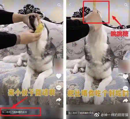 餵狗吃辣椒、跳跳糖!大陸驚見「寵物大胃王」 網罵爆:主人有病
