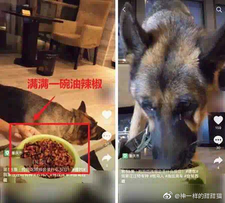餵狗吃辣椒、跳跳糖!大陸驚見「寵物大胃王」 網罵爆:主人有病