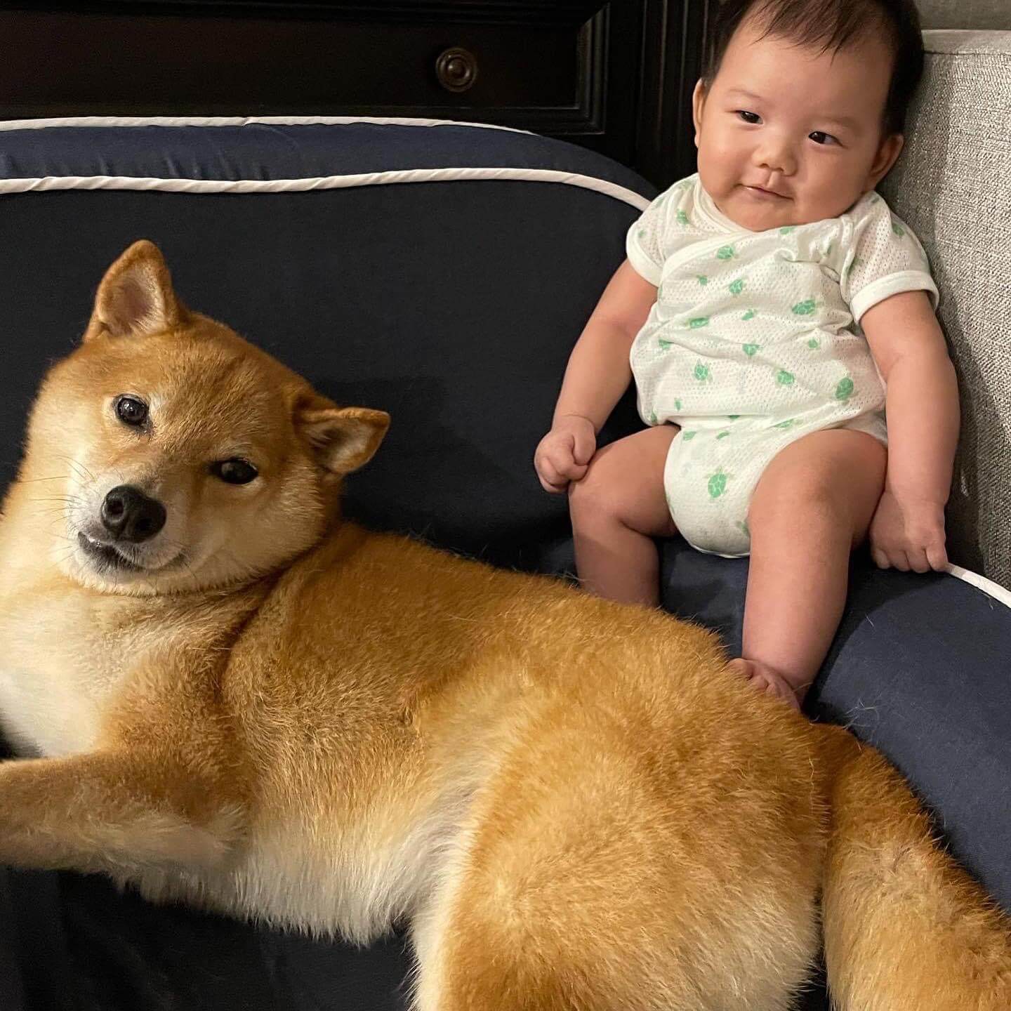 愛犬相伴七年 慘「遭車撞亡」 林可彤淚崩喊：我做錯了什麼！