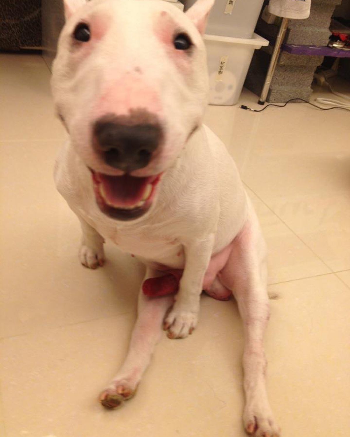 「深情喊話」已逝愛犬!KID曬溫馨舊照 網歪樓:拿劉文聰照片?