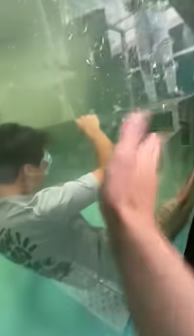 不要命!美國網紅「嘴餵巨魚」下秒墜水池 驚險畫面網全嚇傻!
