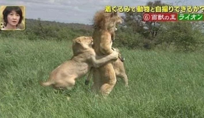 超玩命!日本諧星穿「布偶裝」與獅自拍 下秒被猛追崩潰畫面曝光