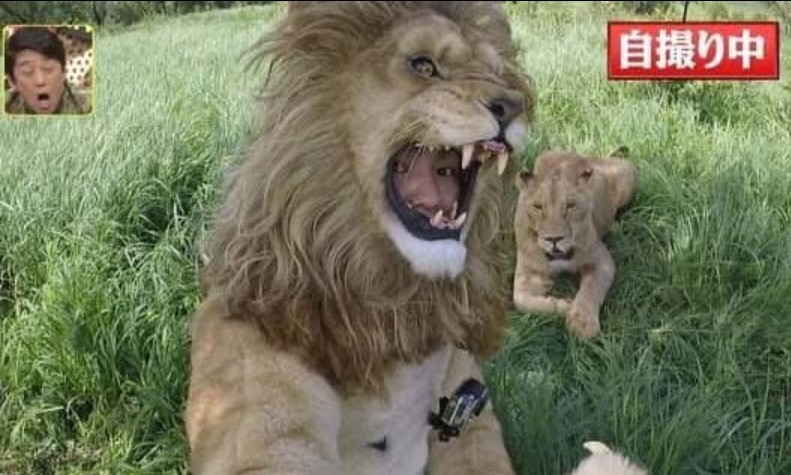 超玩命!日本諧星穿「布偶裝」與獅自拍 下秒被猛追崩潰畫面曝光