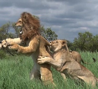超玩命!日本諧星穿「布偶裝」與獅自拍 下秒被猛追崩潰畫面曝光