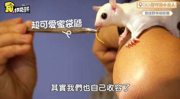 天竺鼠一天便便上百顆!林進曝「親子動物餐廳」 變色龍進食畫面超驚人