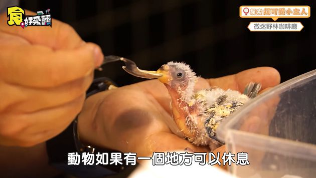 天竺鼠一天便便上百顆!林進曝「親子動物餐廳」 變色龍進食畫面超驚人