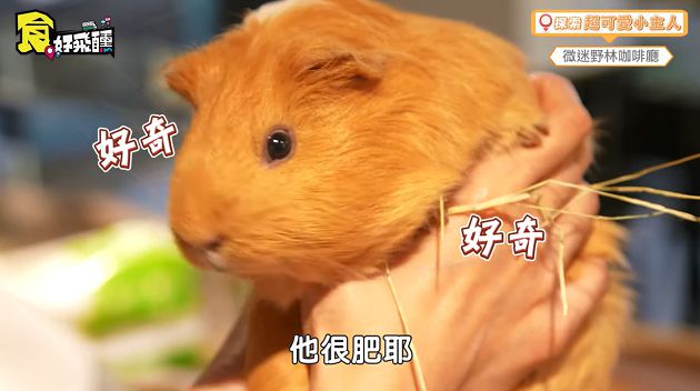 天竺鼠一天便便上百顆!林進曝「親子動物餐廳」 變色龍進食畫面超驚人