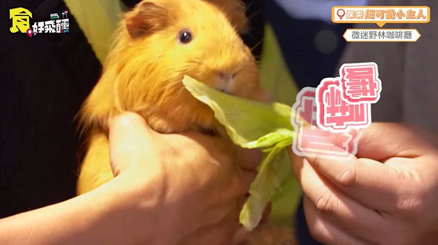 天竺鼠一天便便上百顆!林進曝「親子動物餐廳」 變色龍進食畫面超驚人