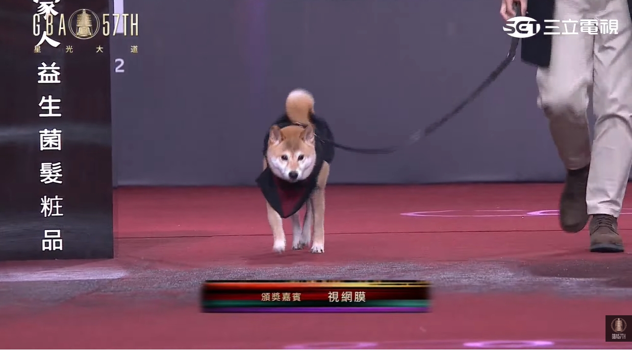 金鐘57/視網膜牽愛犬柚子登毯萌翻!擔任嘉賓輕鬆以對 主持人笑:是來遛狗的!
