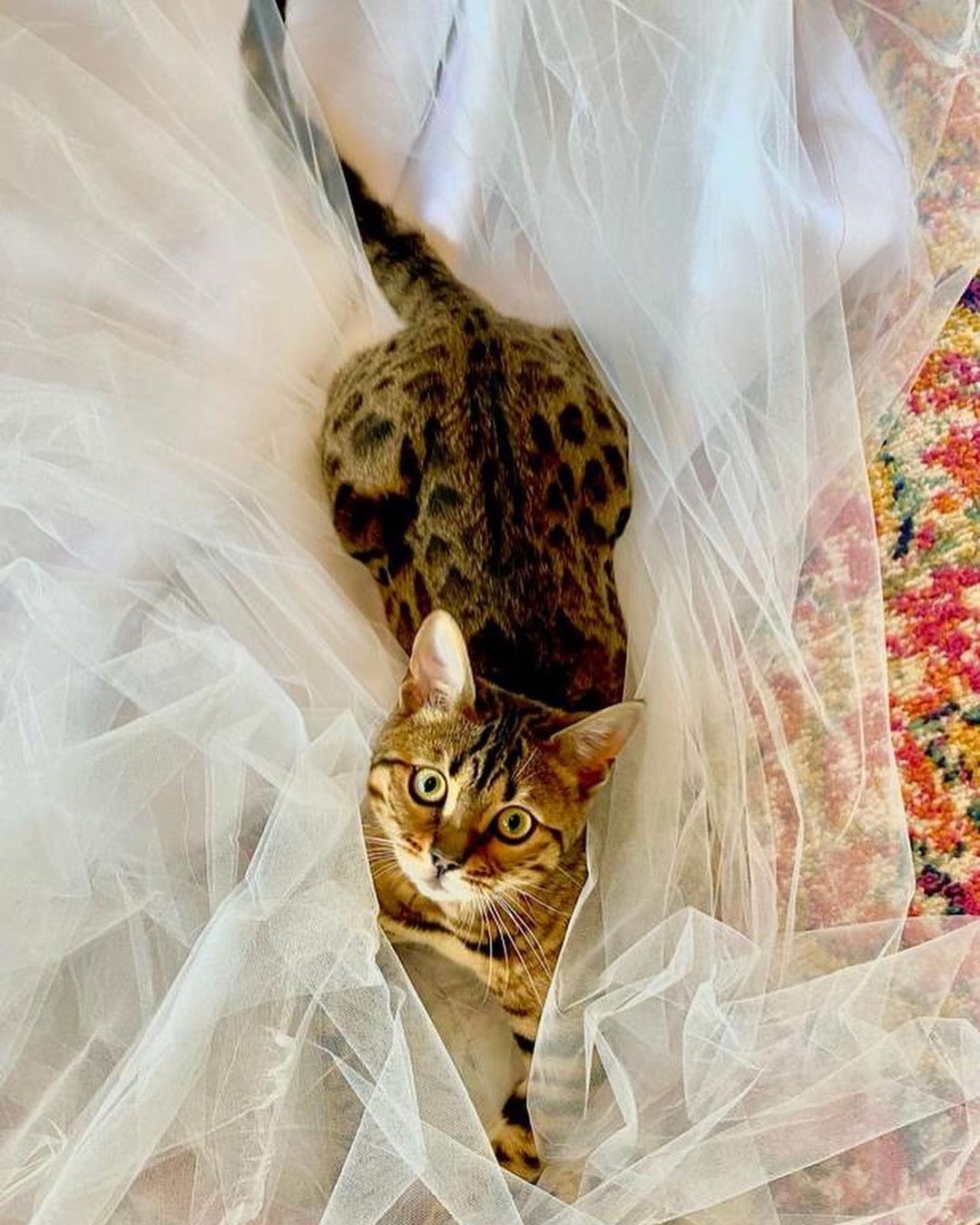 宣布婚期太高興！小甜甜布蘭妮全脫了！「全裸寫真」連環PO　粉