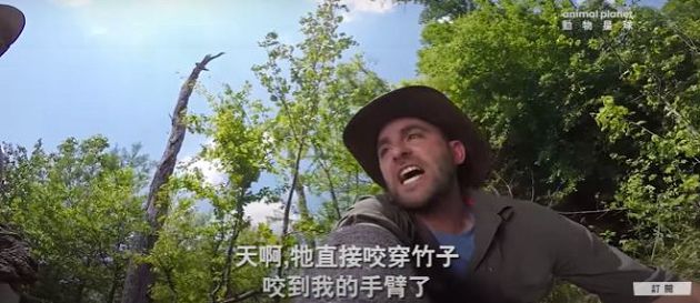 手放進鱷龜嘴裡！千萬訂閱YouTuber「直接示範」：會很慘