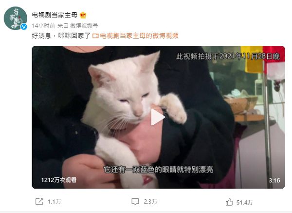 白貓為戲犧牲?《當家主母》曝「出去玩還沒回家」:將提告不實謠言