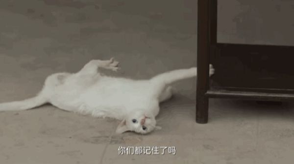 白貓為戲犧牲?《當家主母》曝「出去玩還沒回家」:將提告不實謠言