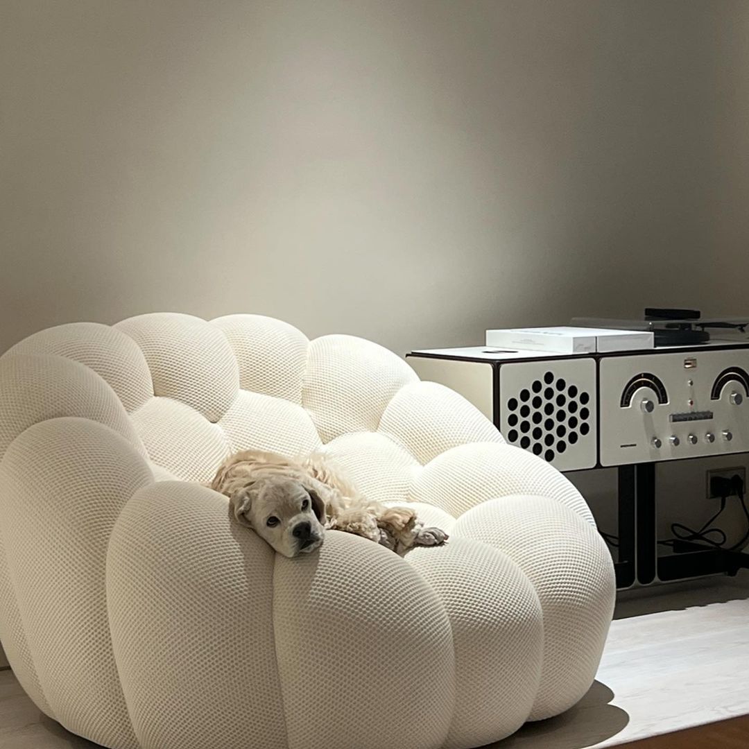 好狗命？Jennie愛犬「爽躺12萬傢俱」羨煞網　Rosé毛小孩也曾遭起底項圈破萬元