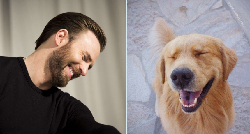 各位粉絲心目中的克里斯伊凡是怎麼樣的？不管在電影中，克里斯伊凡都給人一種溫暖、親切、可靠得感覺，因此有網友提出了一個大膽的假設：克里斯伊凡其實是黃金獵犬？？  為了驗證美國隊長的本體真的是阿金，有網友在Twitter上創立了一個帳號，放上各種照片比對，試圖向大眾證明兩者真的是同一物種！ 有些網友一開始覺得這個假設實在是太荒謬了，但是看完照片後卻逐漸被洗腦，許多人開始相信這個假設是真的了！