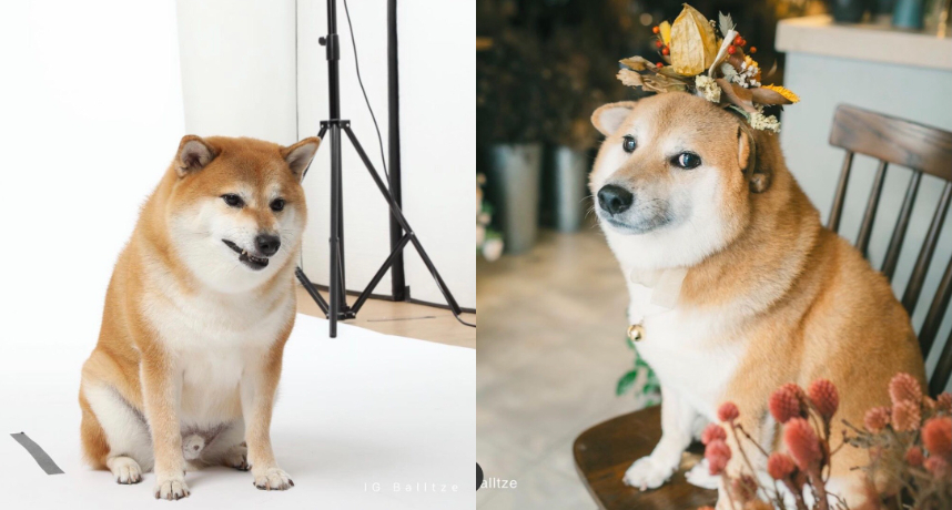 其實他的本名叫做「Balltze」，是一隻來自於香港的可愛柴柴噢～而Balltze的主人也為他創立了IG，常常會在上面分享他的可愛生活照。  而有名網友在論壇Reddit上做了一個Balltze梗圖，裡面他說著「Cheemsburger」的台詞，也讓大家開始暱稱他為「Cheems」。  由於Balltze常常在照片中露出「厭世」、「萎靡」的表情，台灣網友也會暱稱他為「小廢柴」，因此開始有了有關Balltze的梗圖也迅速被製出。而Balltze的主人卻絲毫不介意這類的玩笑，反而十分開心網友們對他的愛戴，小編就帶大家來看看小廢柴的其他生活照，真的萌到不要不要的啦！