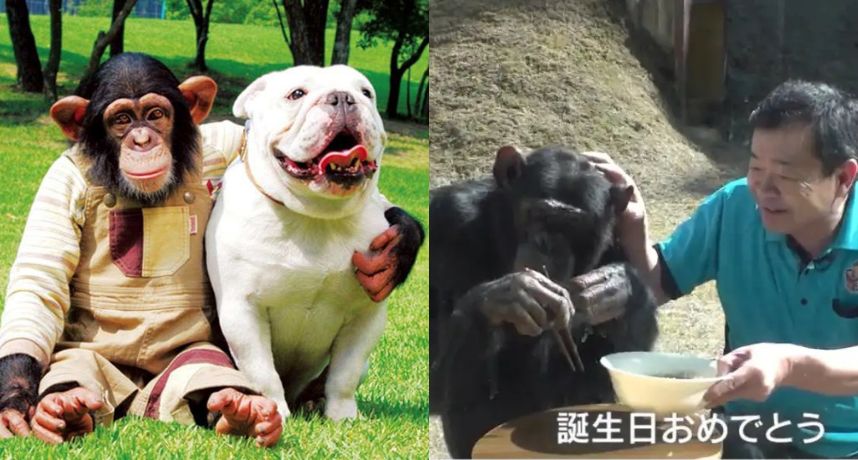 《天才！志村動物園》小龐遭傳「兇暴化、被麻醉殺害」！25歲近況曝光 馴獸師無奈發聲