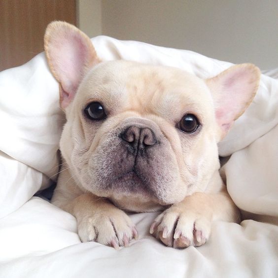 2738e6c6de6486e05f84c74f28d87843