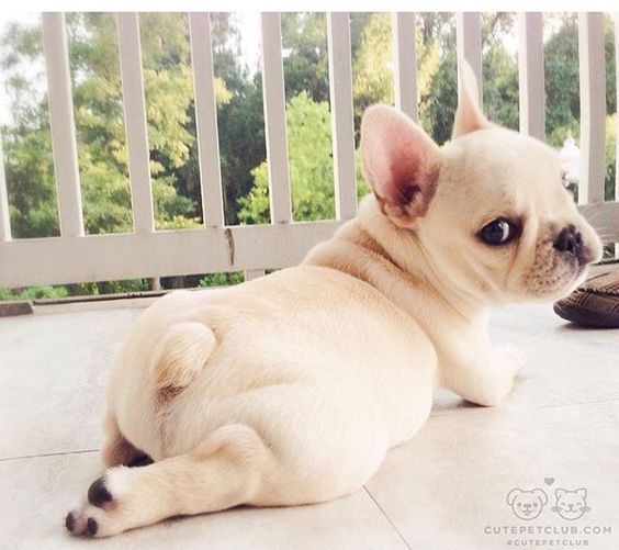 8081c9d20ee37eaeecdce58510540f85