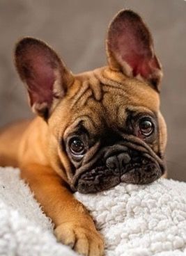 c79a99855d2caff87ee343890dd42181