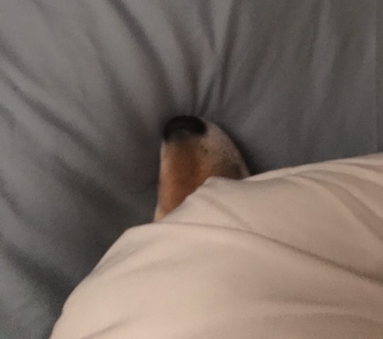 tumblr_inline_o65afbnsdr1sivjed_540